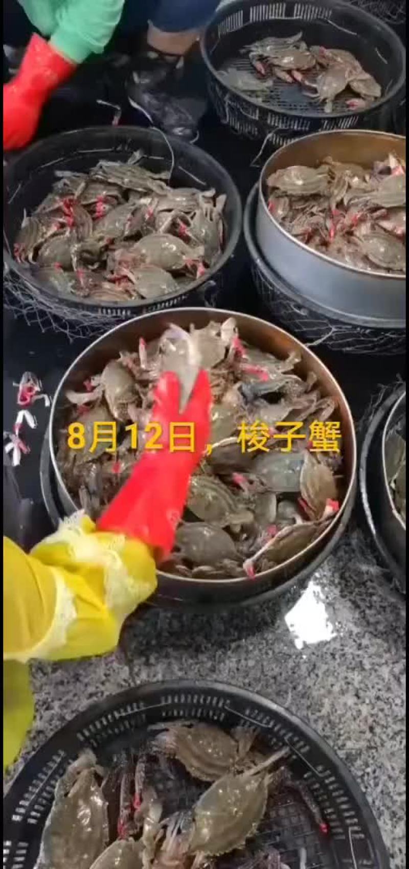 梭子蟹