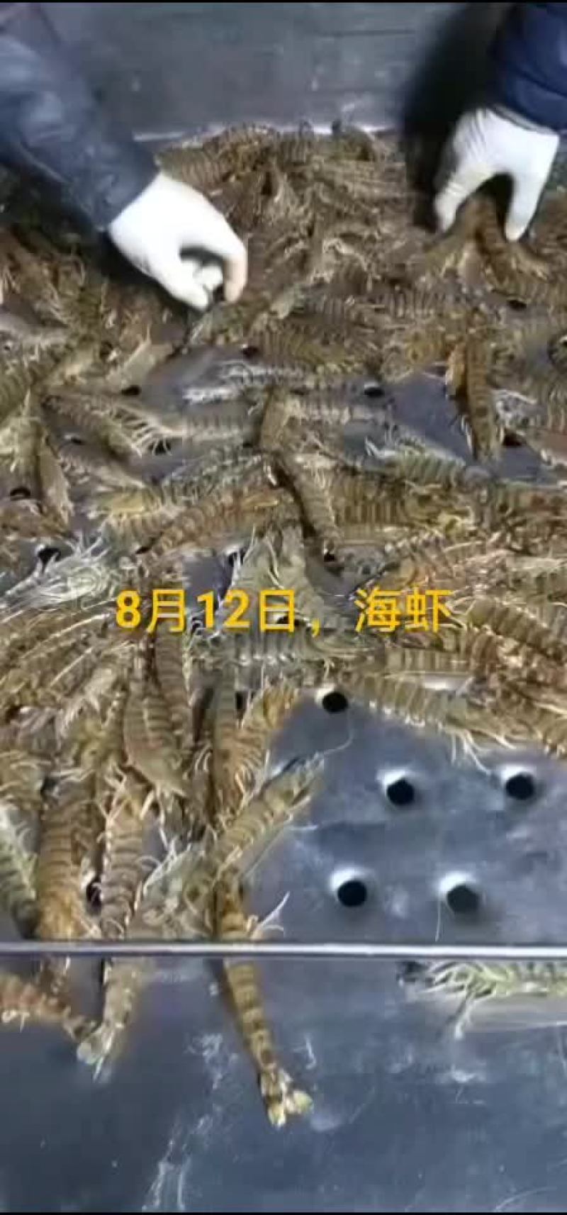 梭子蟹