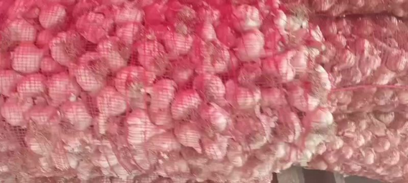 射阳县大蒜种子