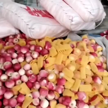 嘎啦，世界一14号