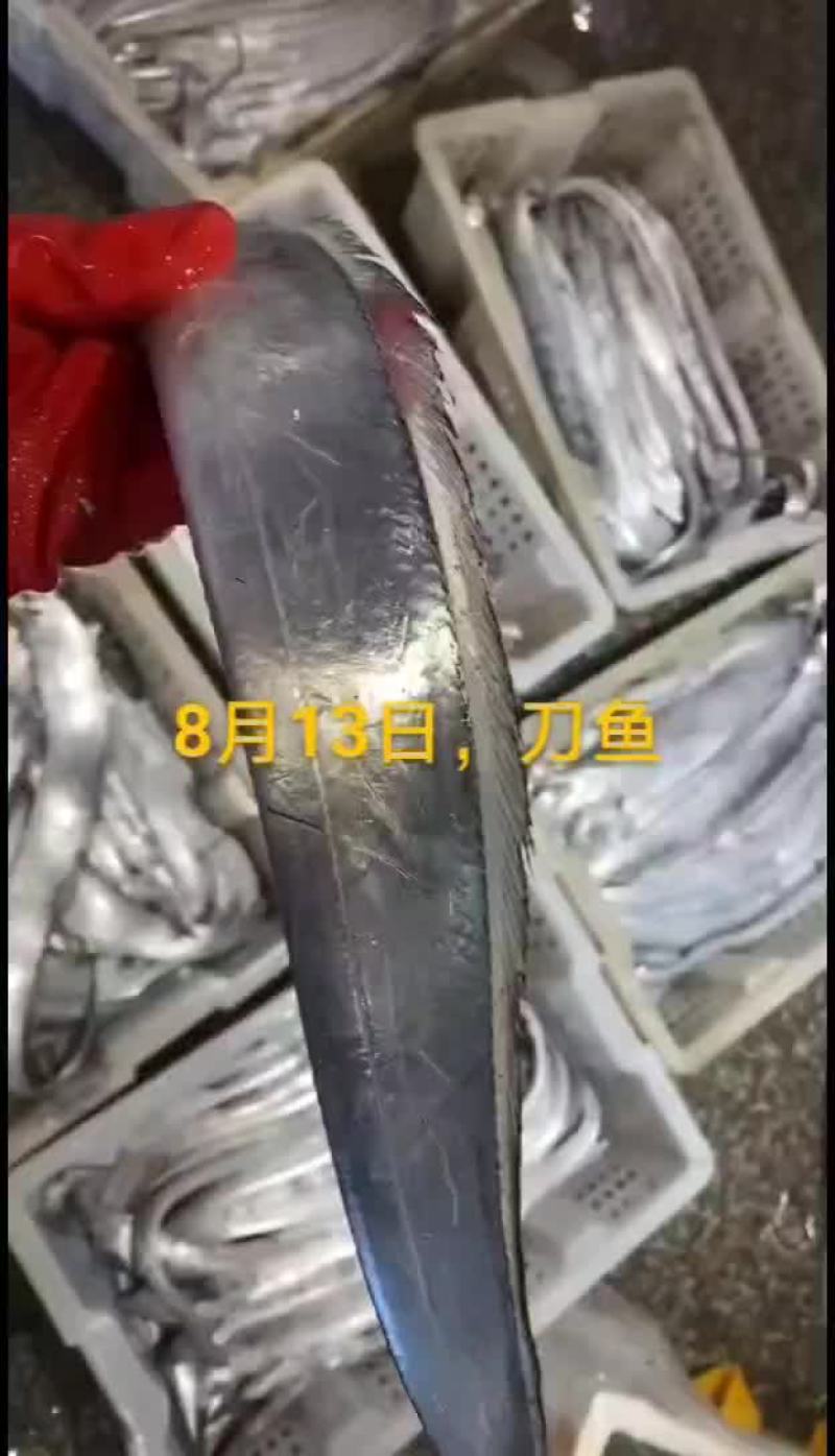刀鱼
