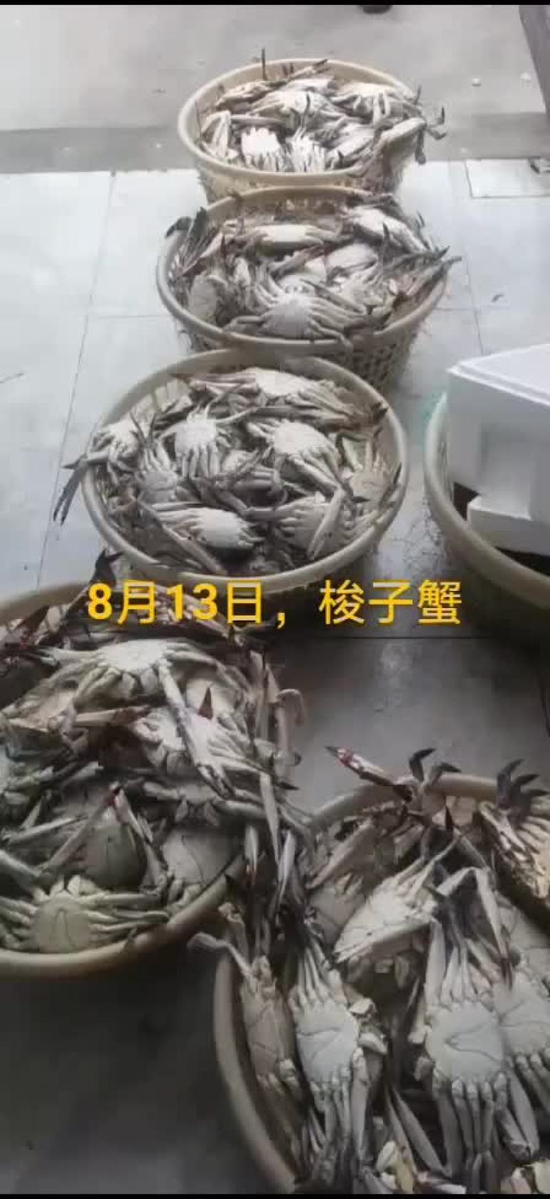 刀鱼