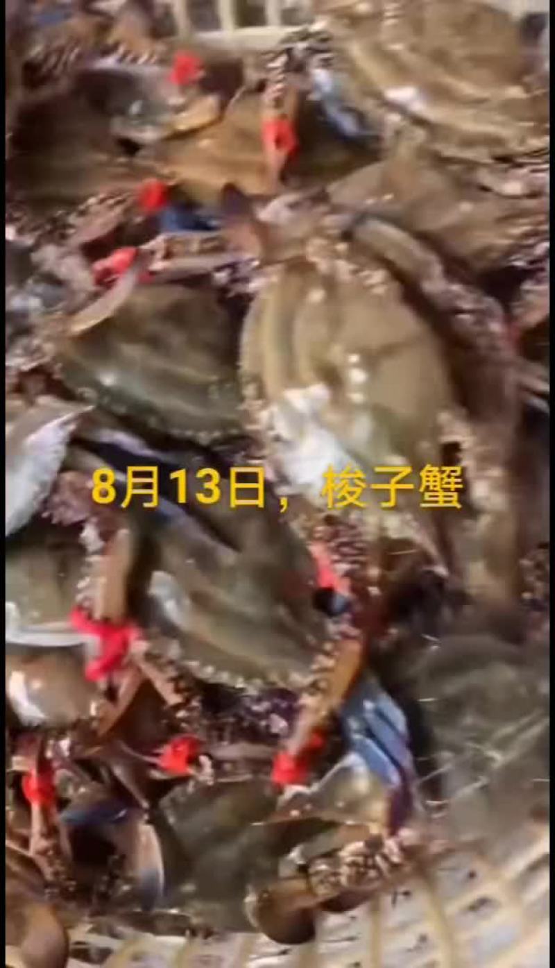 刀鱼