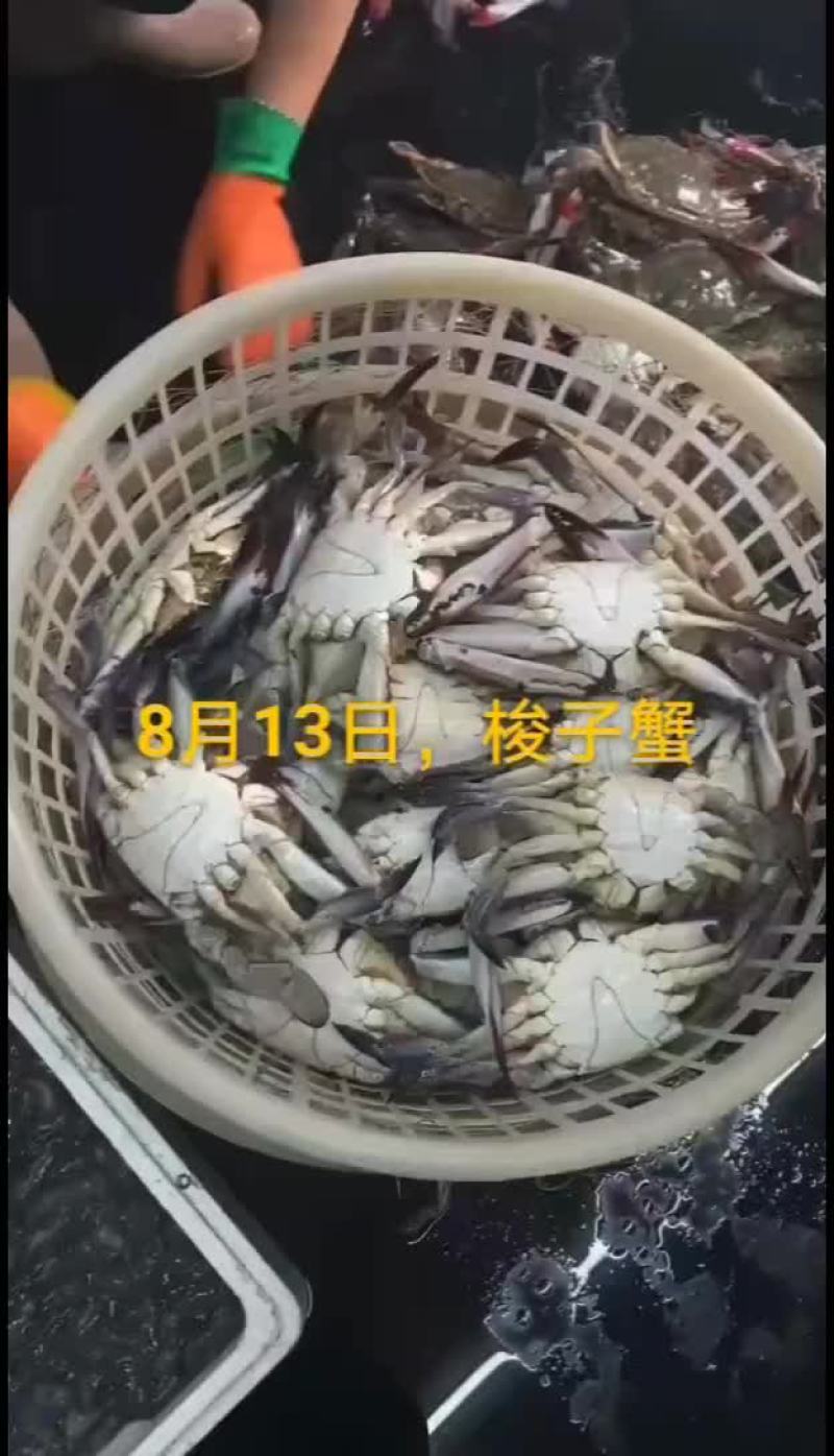 刀鱼