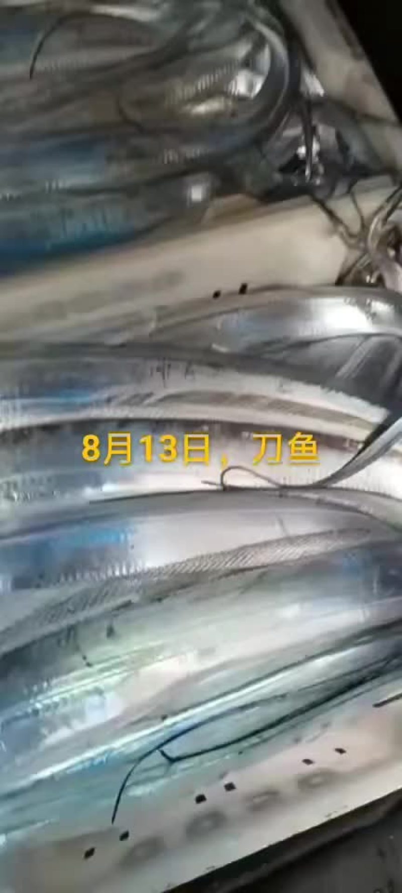 刀鱼