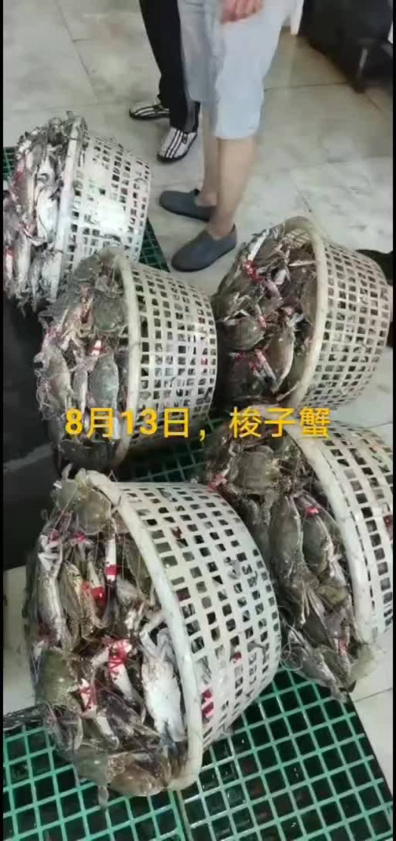 刀鱼