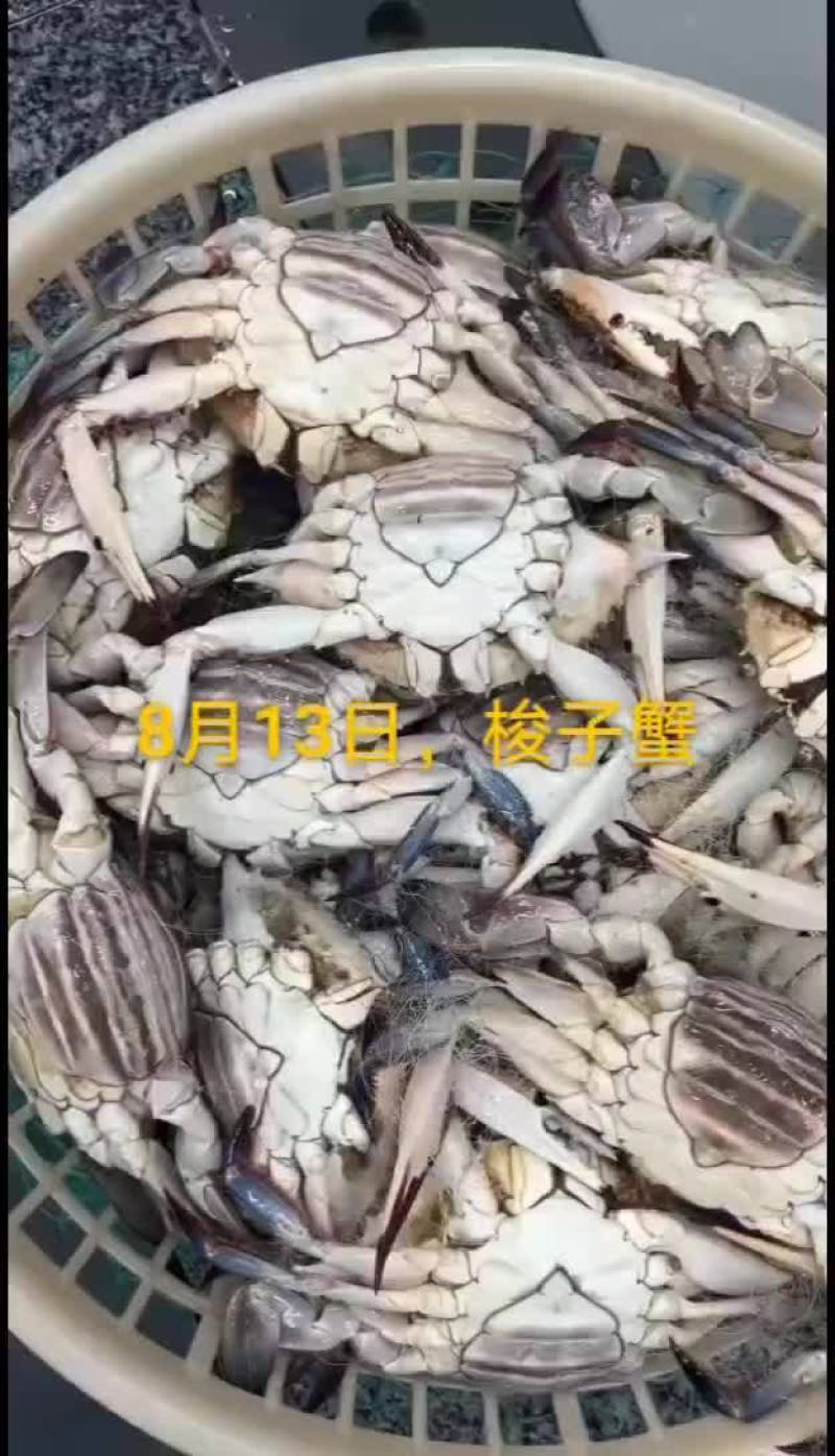 刀鱼