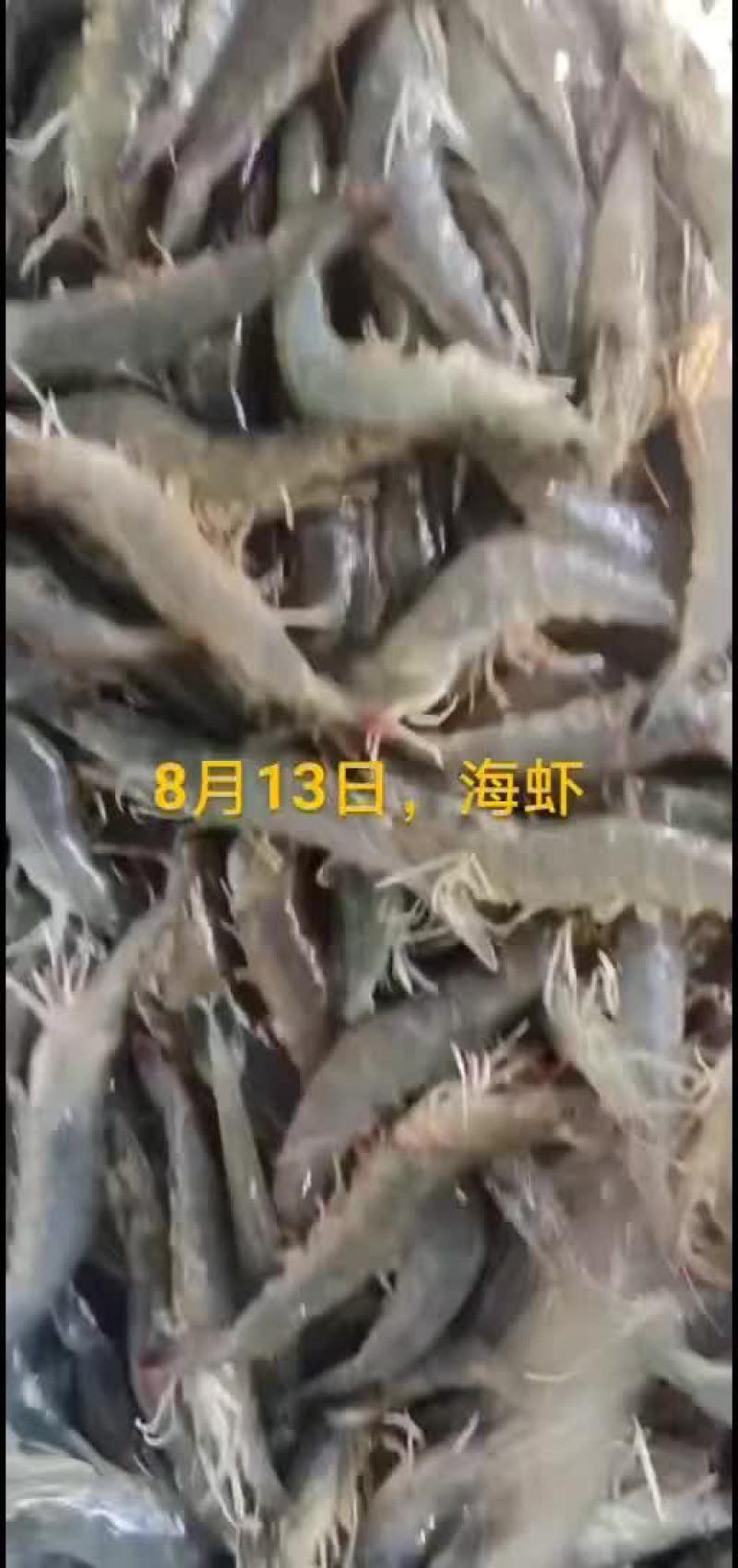刀鱼
