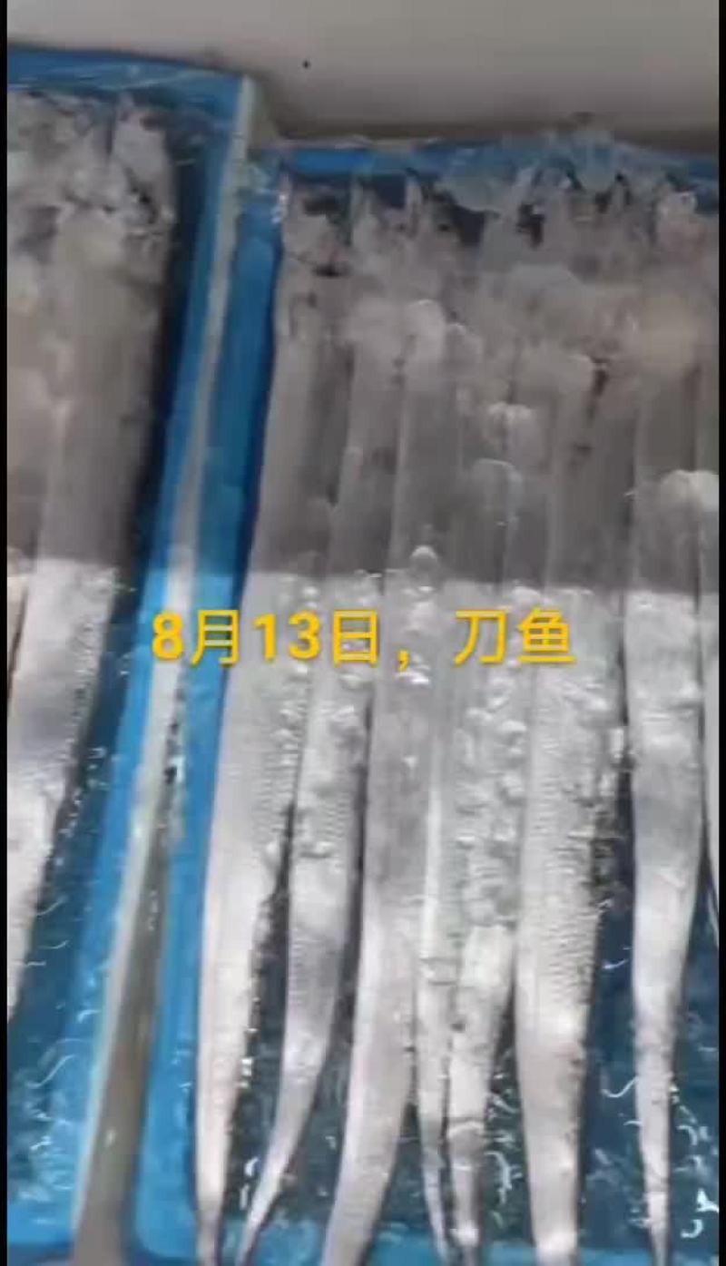 刀鱼