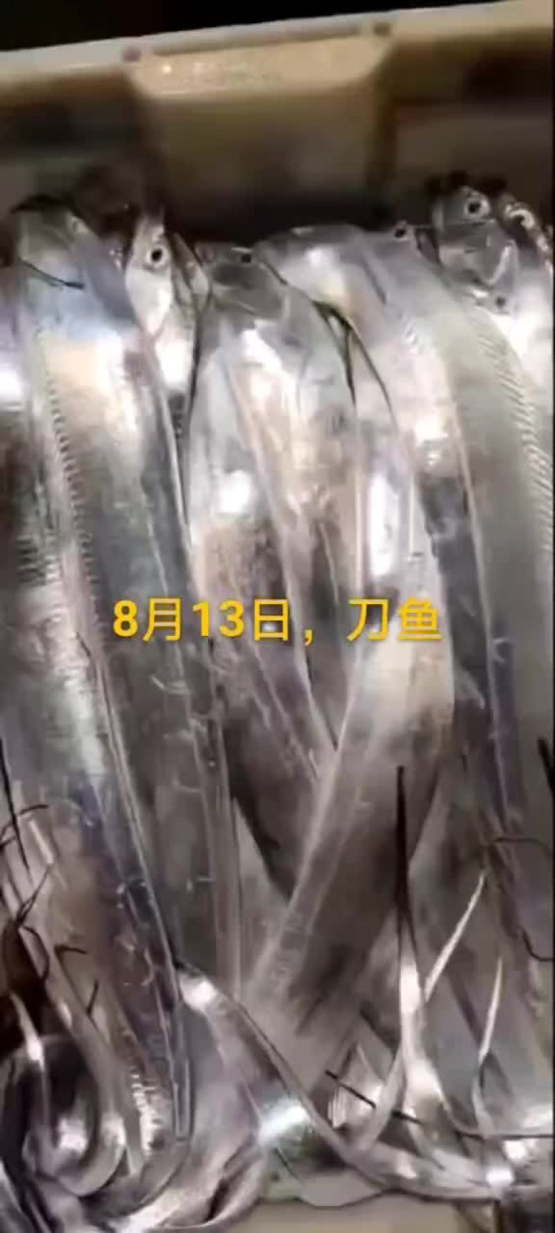 刀鱼