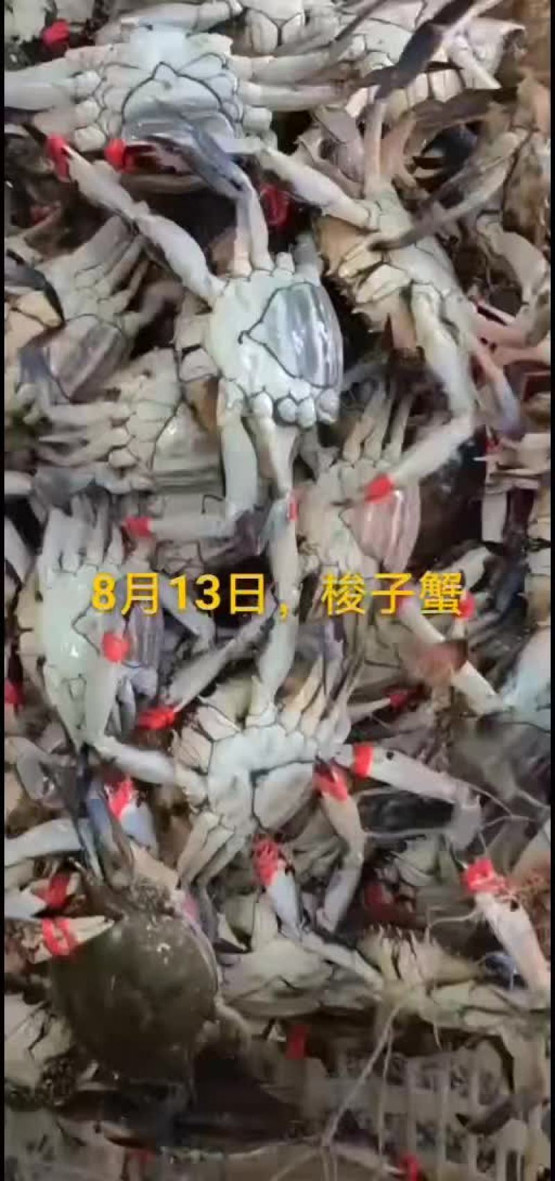 刀鱼