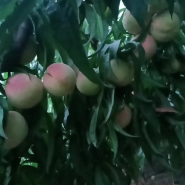 永连密挑