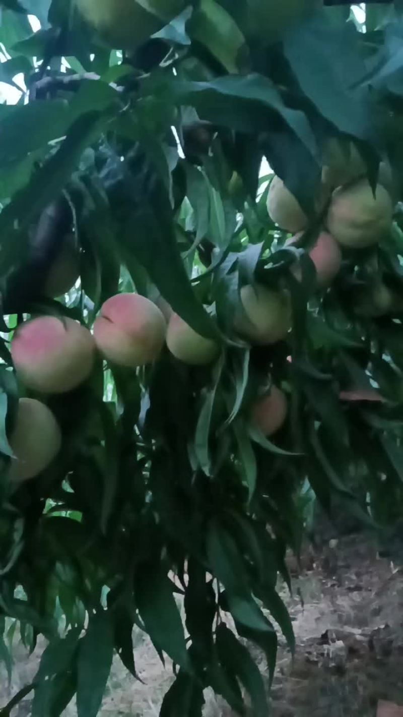 永连密挑