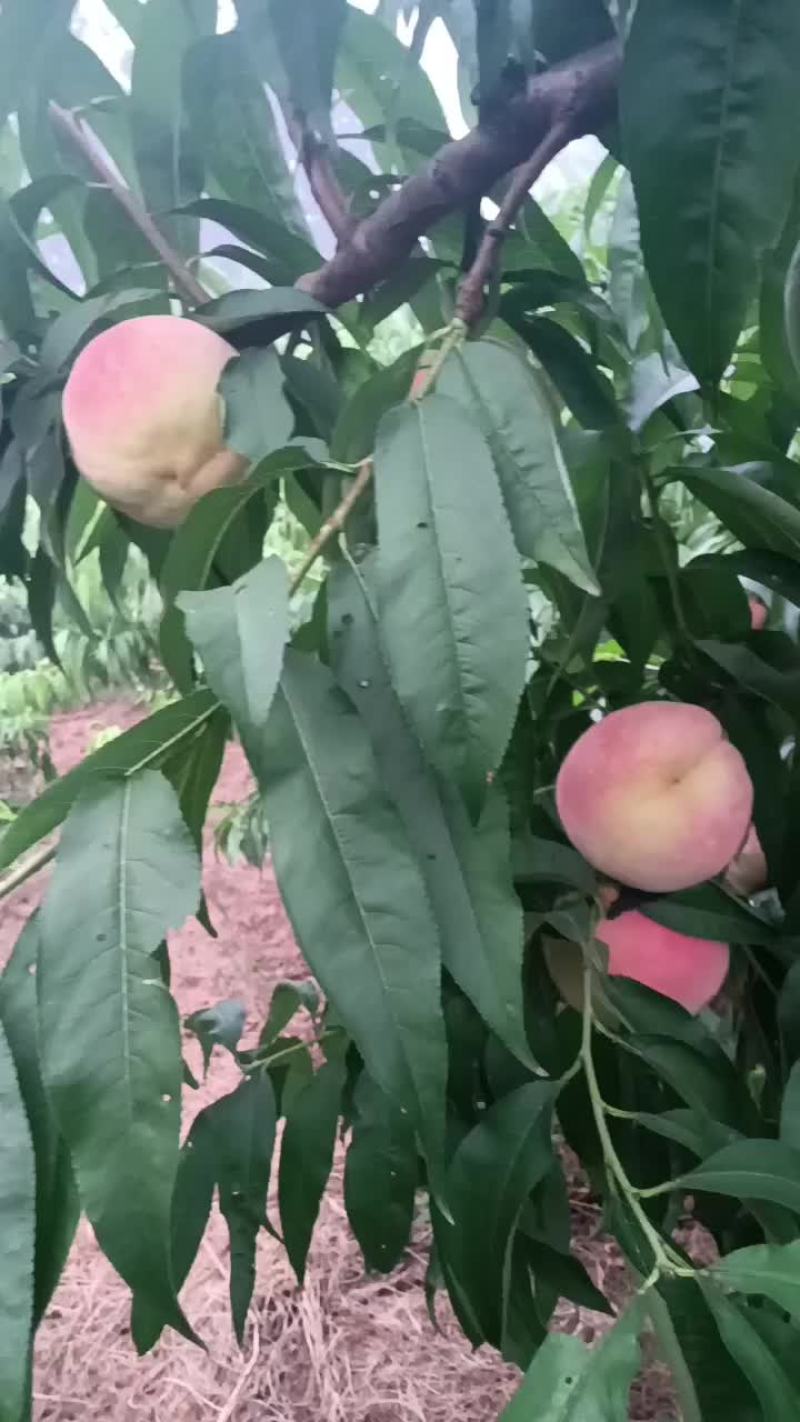 永连密挑