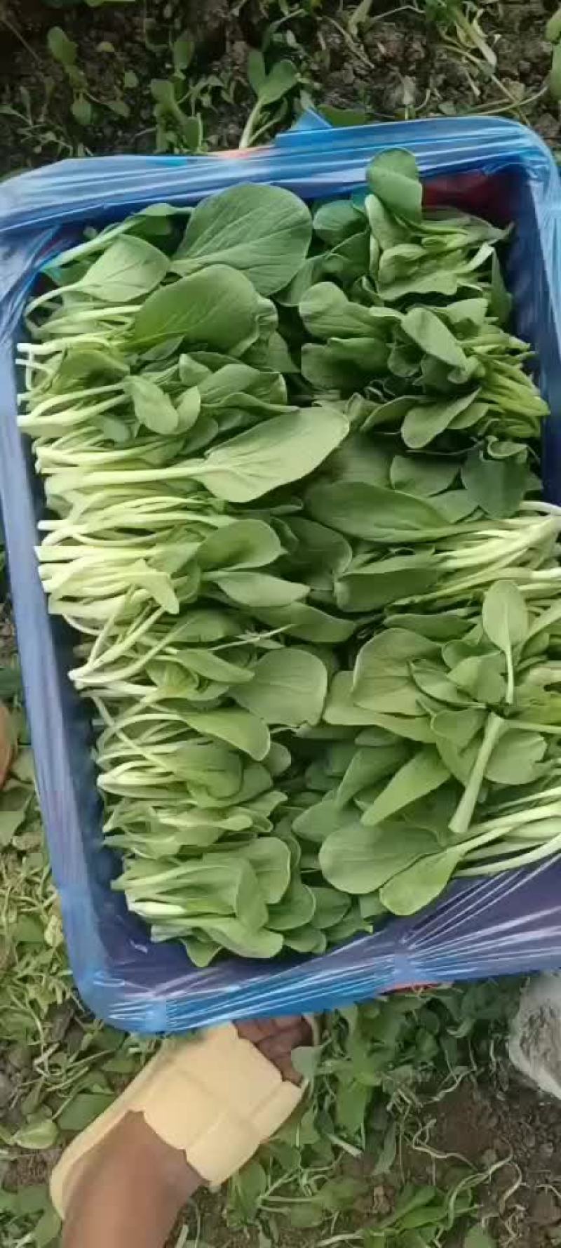 鸡毛菜大量上市啦