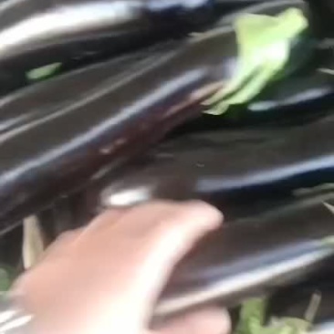 茄子