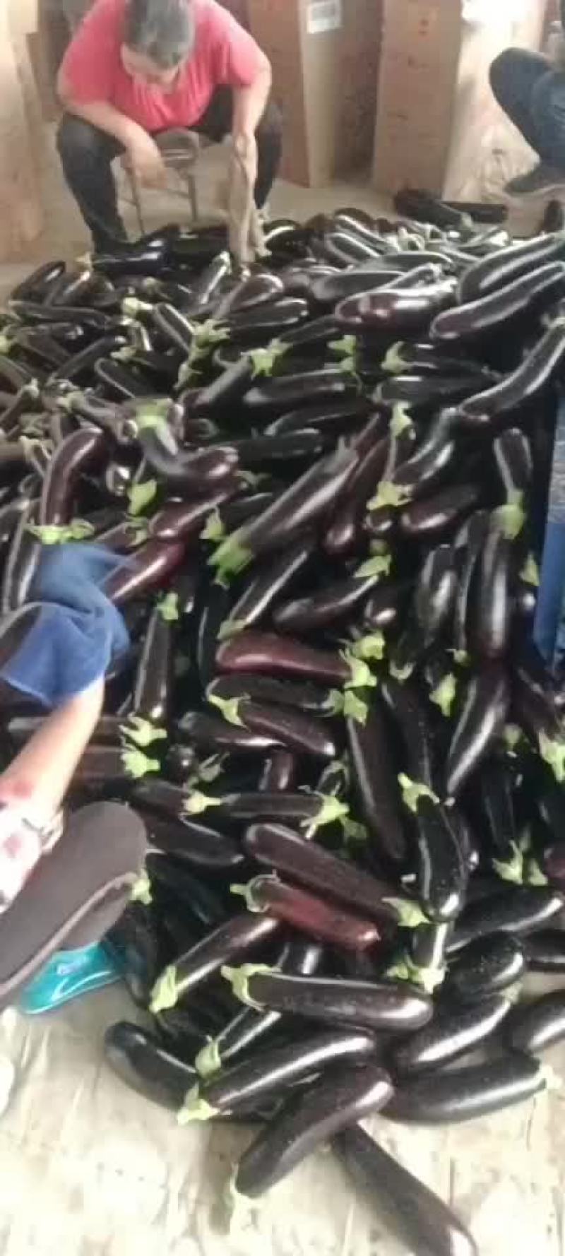 茄子