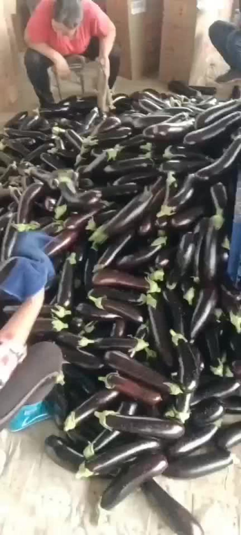 茄子