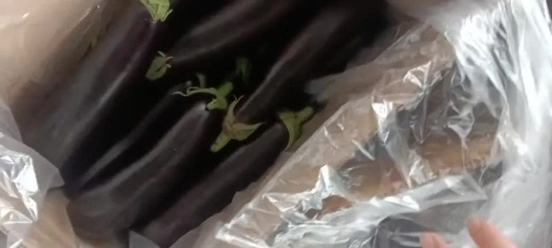 茄子