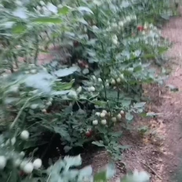 小西红柿T7