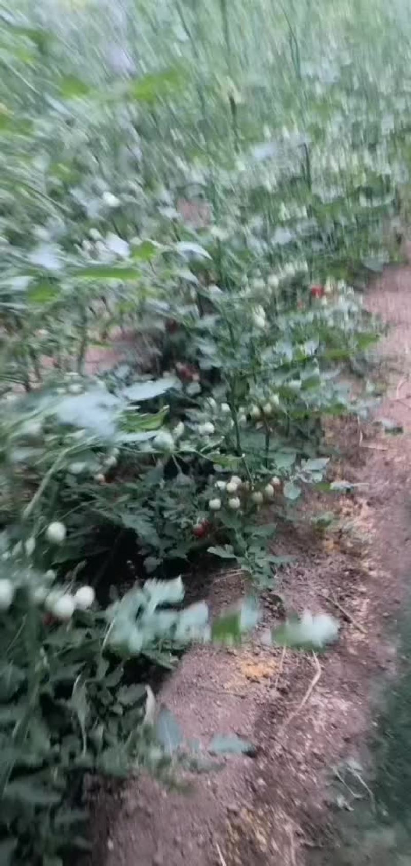 小西红柿T7