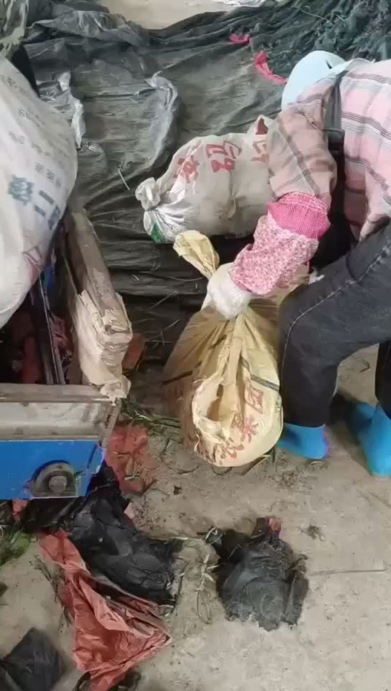 三红柚