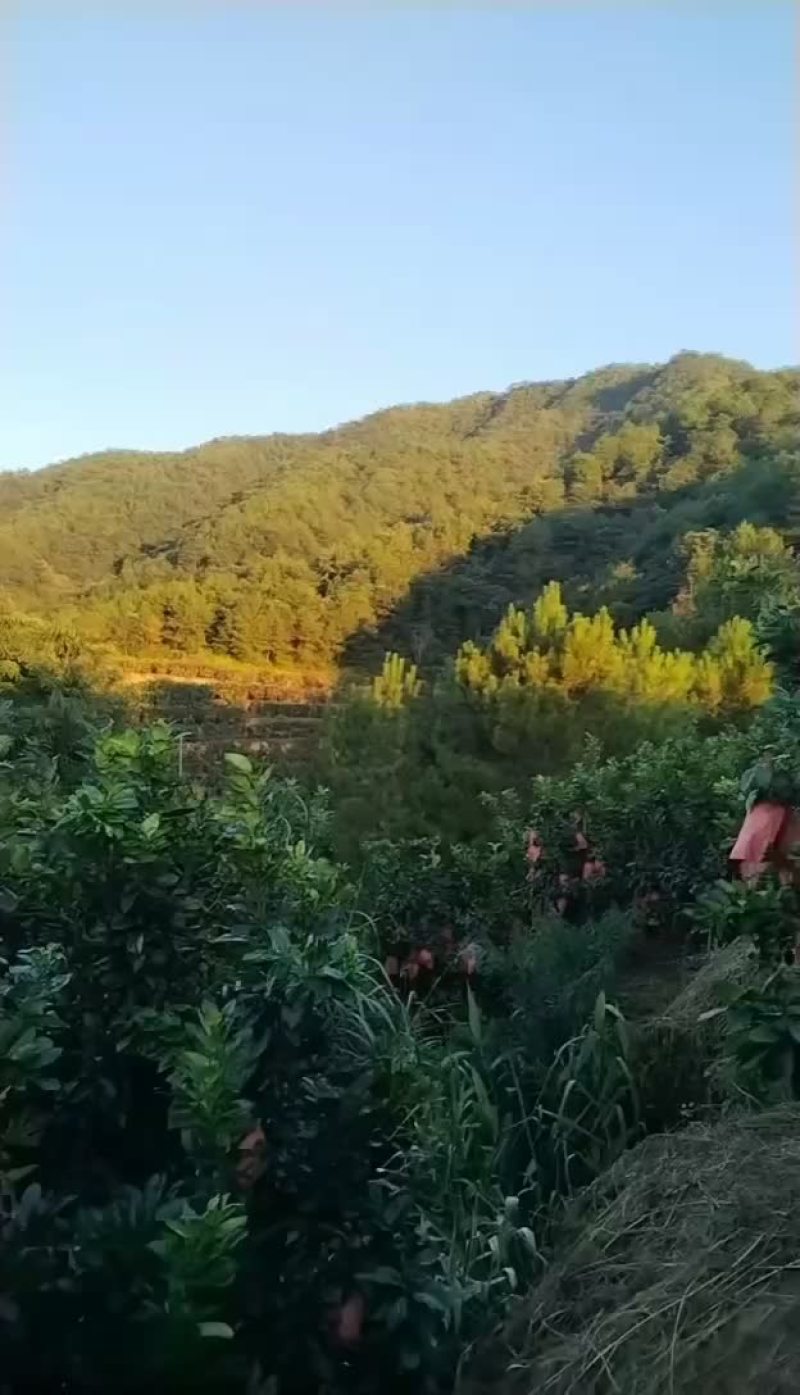 三红柚