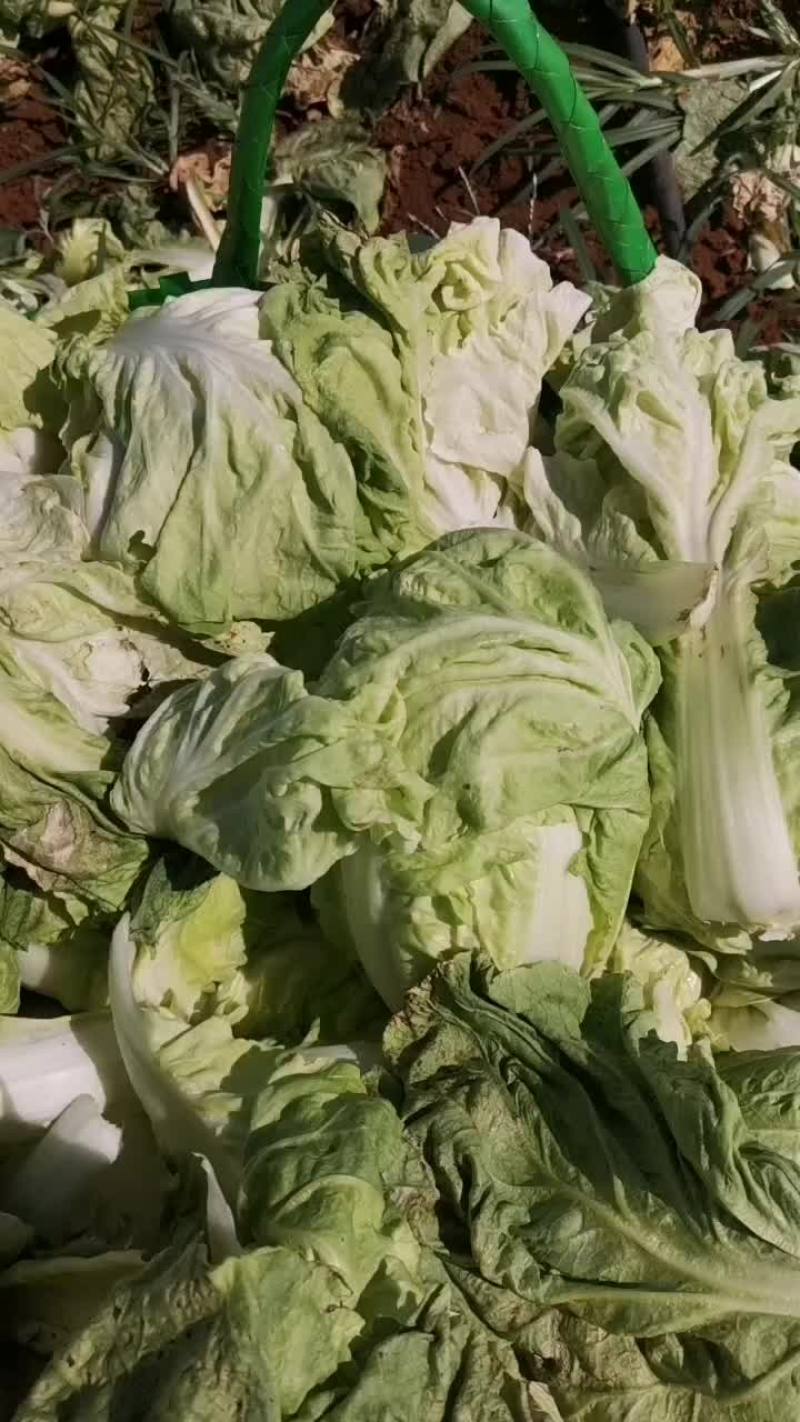 富农43天胆乐大白菜