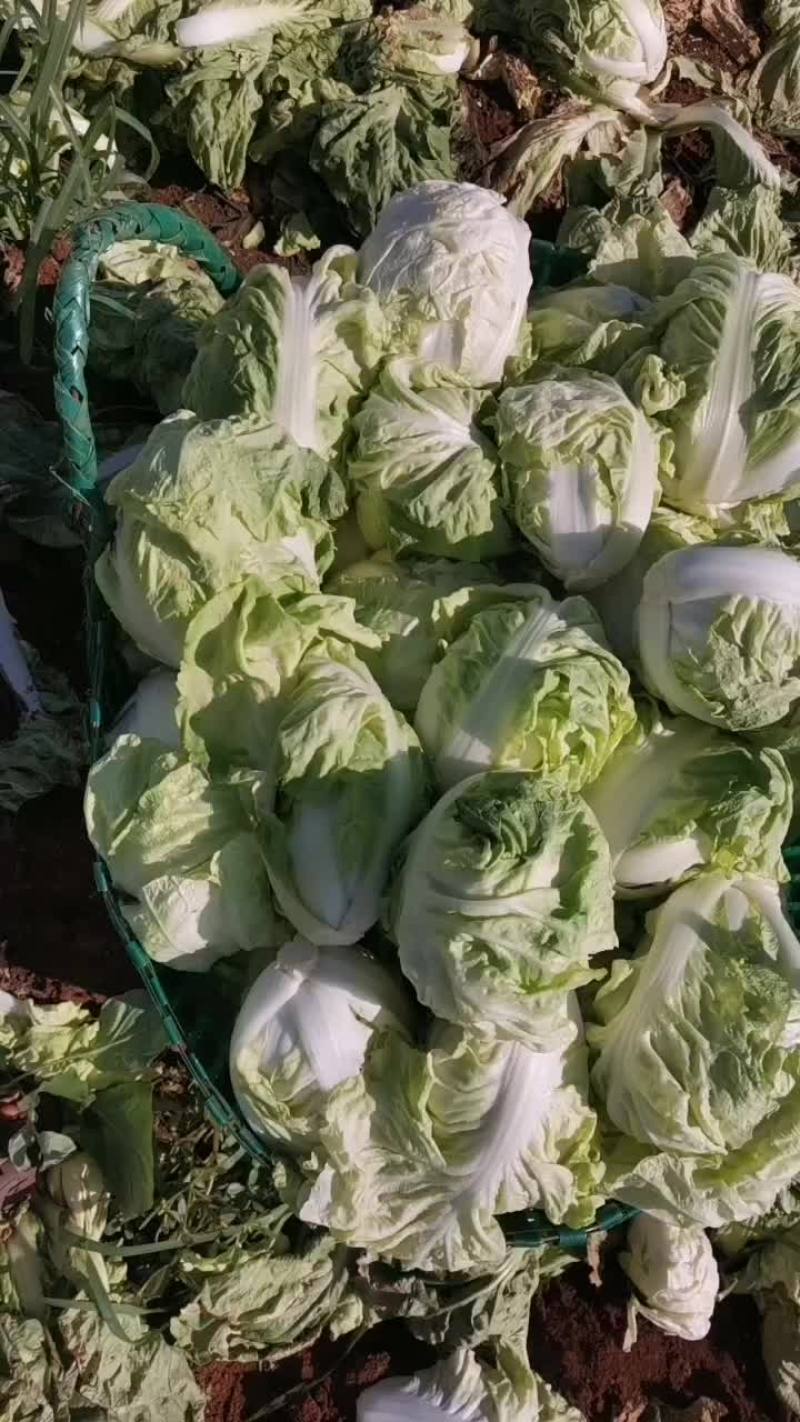 富农43天胆乐大白菜