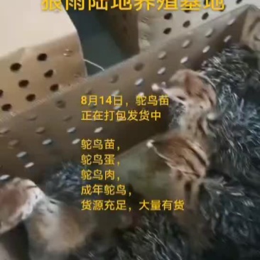 鸵鸟蛋