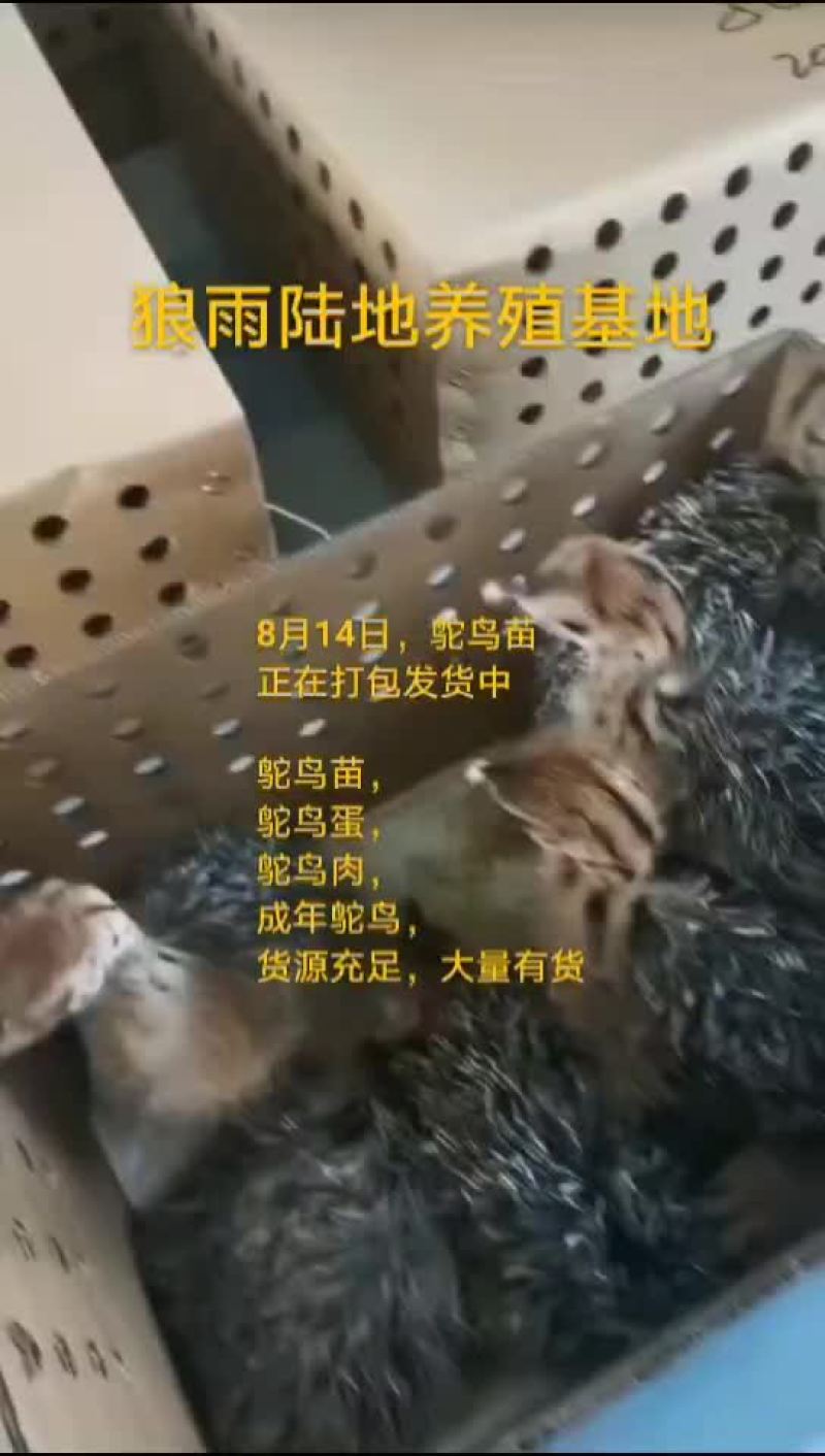 鸵鸟蛋