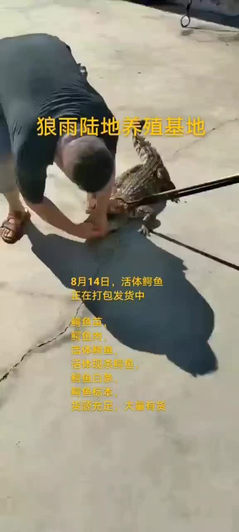 鸵鸟蛋