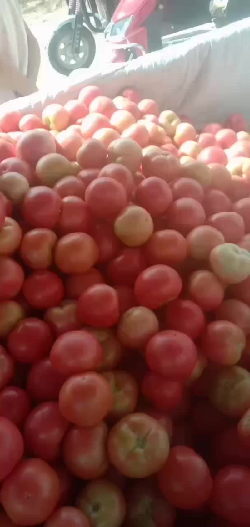 硬粉西红柿