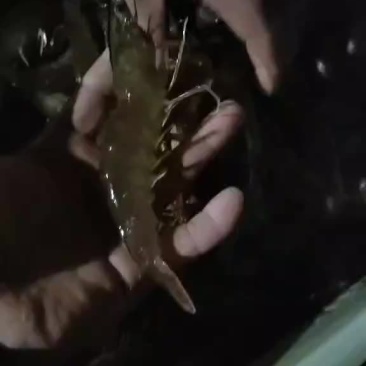 海水大虾