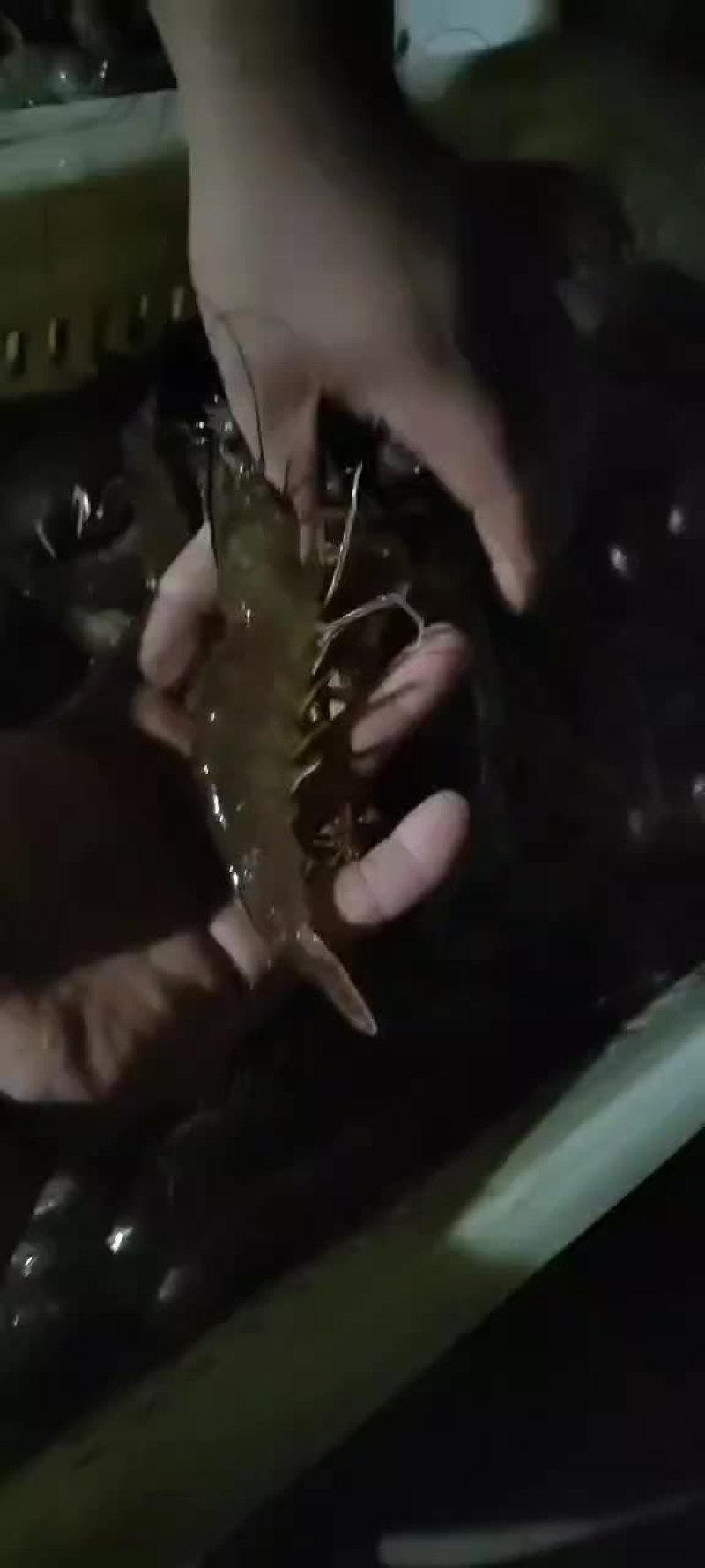 海水大虾