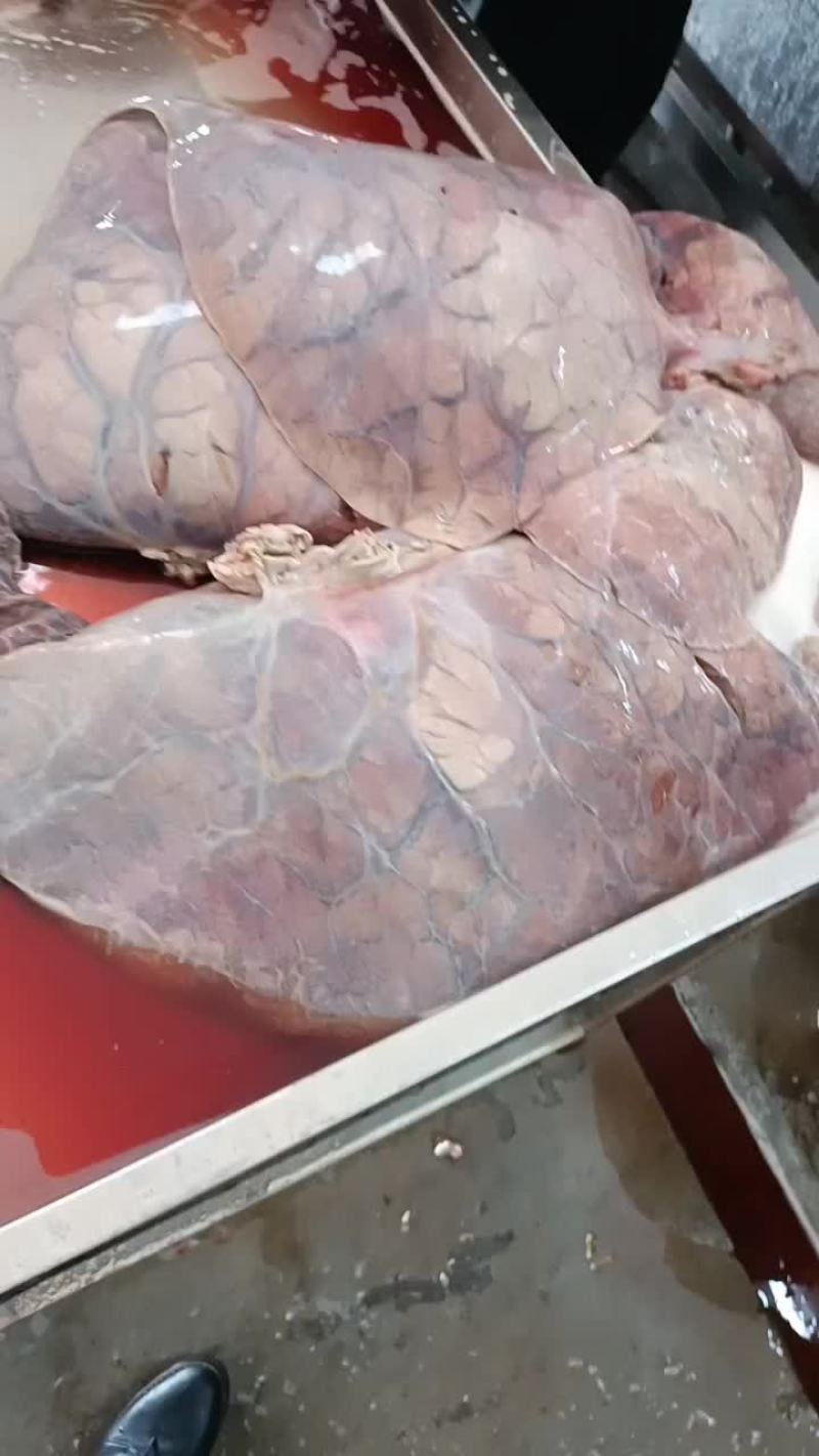 新鲜牛肺，一手货源，坐标广东佛山