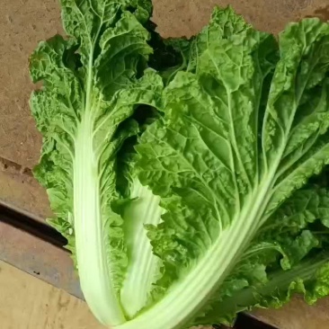 贵州麻叶菜，帝王菜