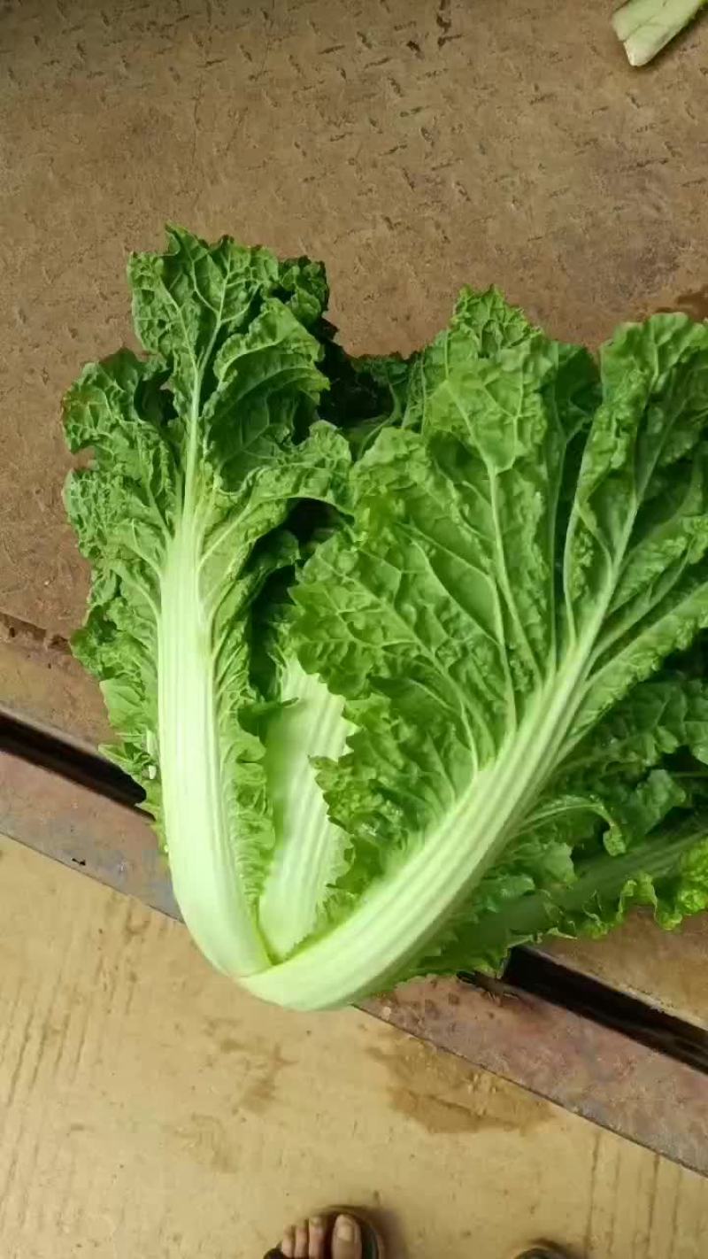 贵州麻叶菜，帝王菜