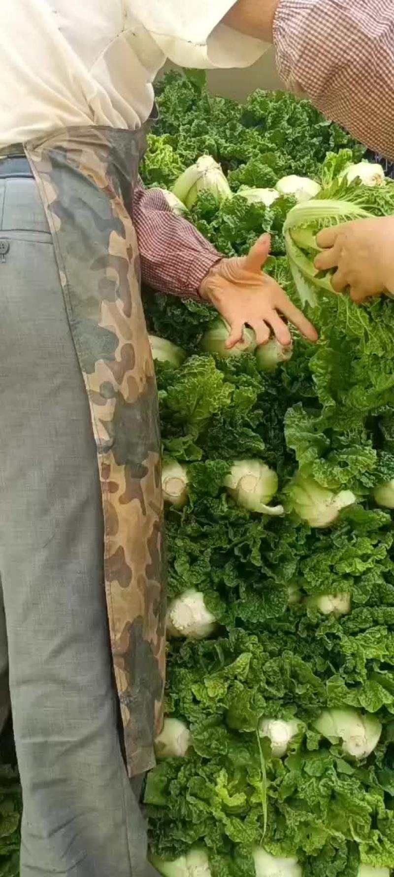 贵州麻叶菜，帝王菜
