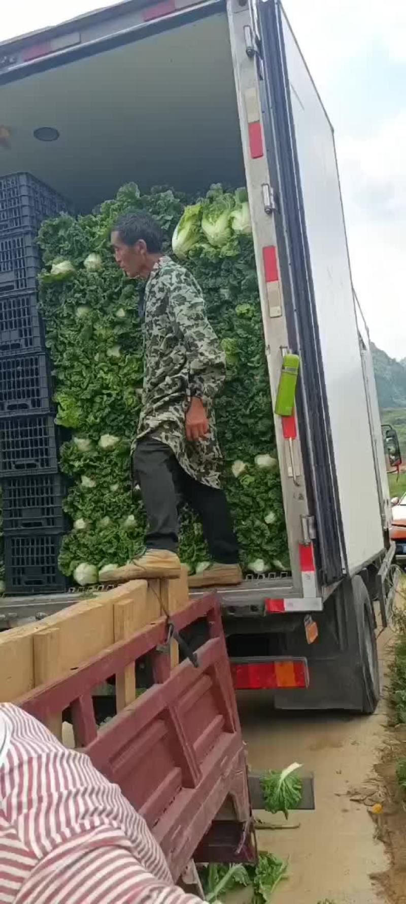 贵州麻叶菜，帝王菜