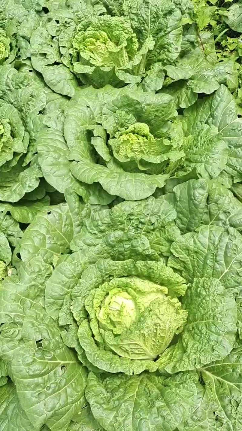 白菜