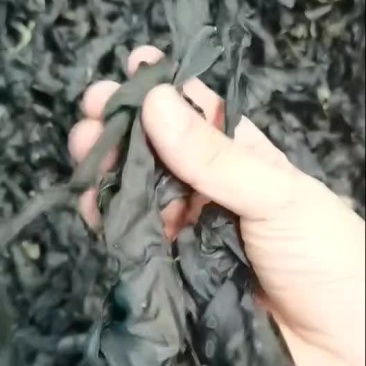 烘干海带扣