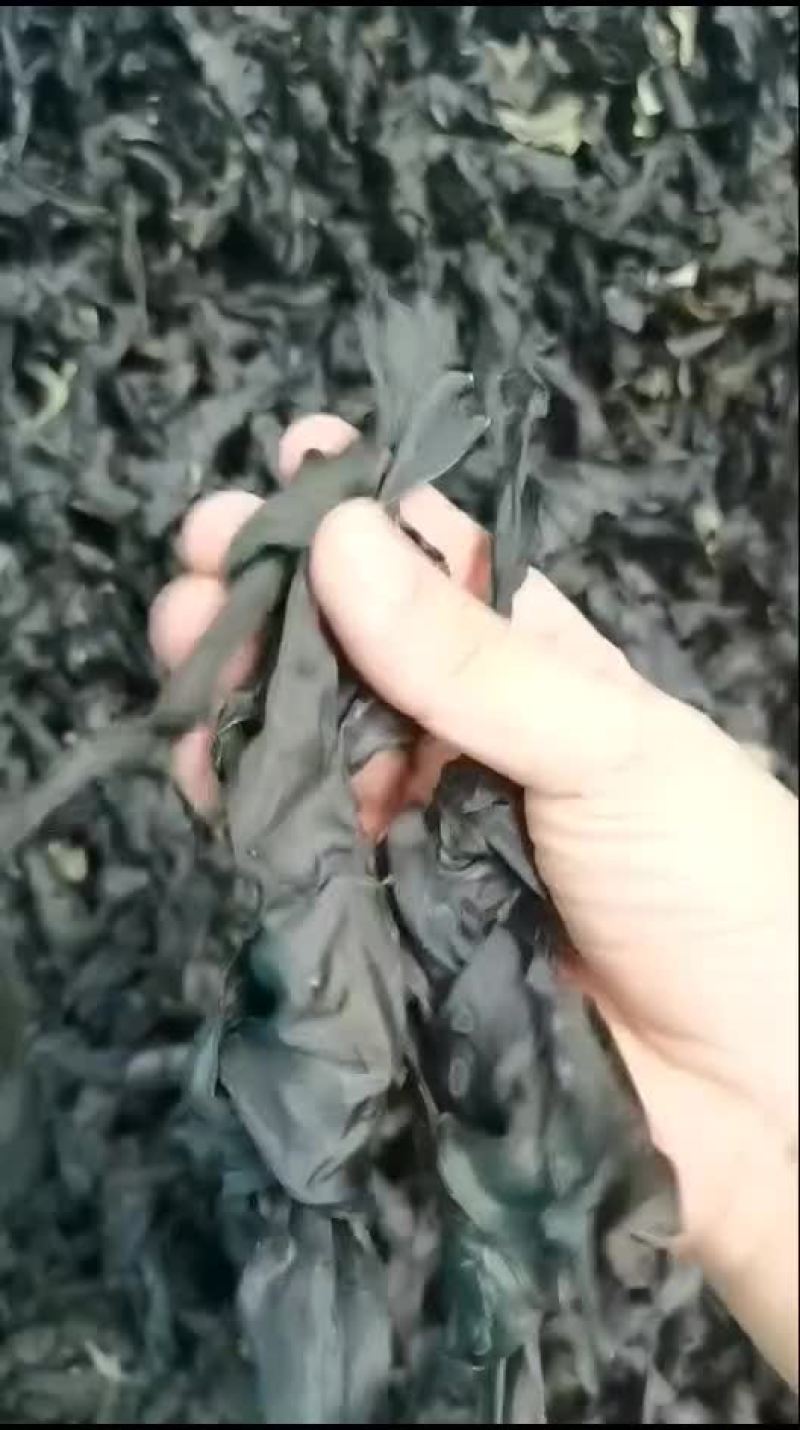 烘干海带扣