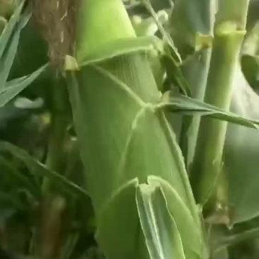 大白甜玉米