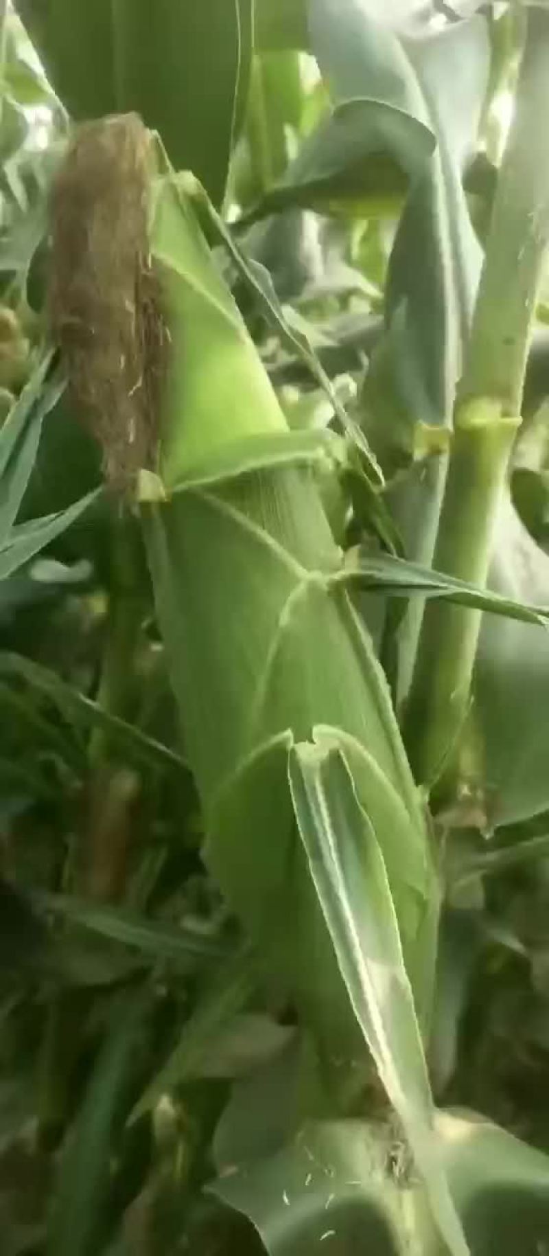 大白甜玉米