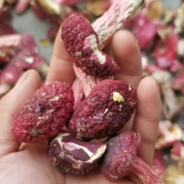 野生红菇批发，量大，所以便宜出
