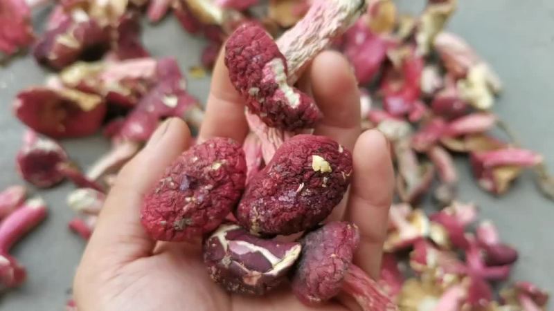 野生红菇批发，量大，所以便宜出