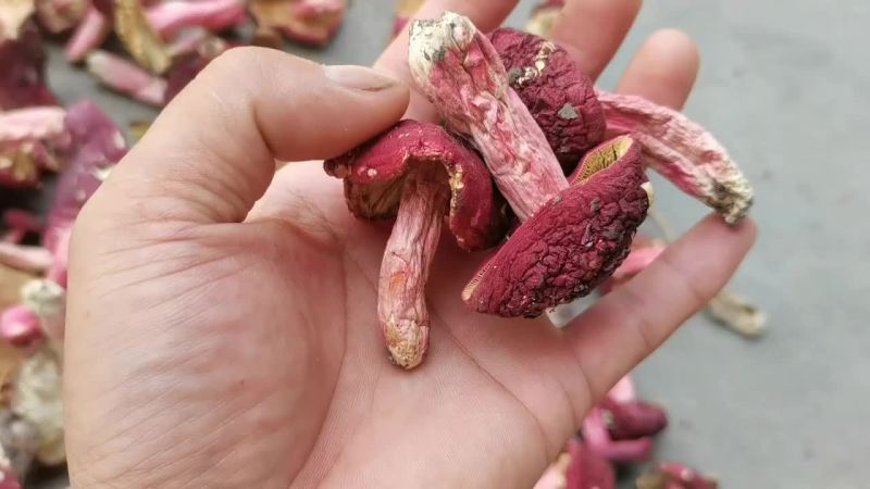 野生红菇批发，量大，所以便宜出