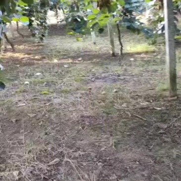 猕猴桃