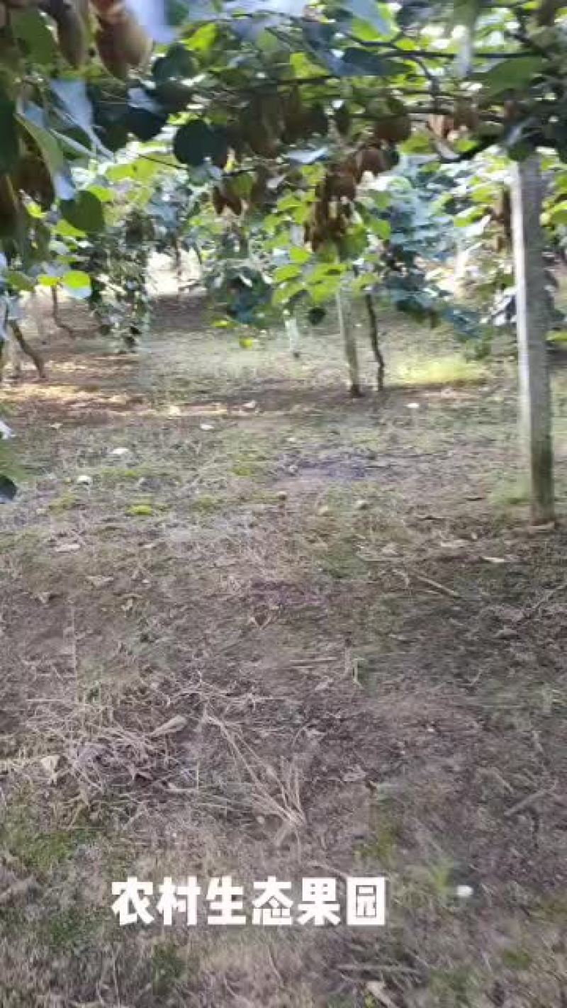 猕猴桃